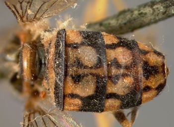 Media type: image;   Entomology 13139 Aspect: abdomen dorsal view